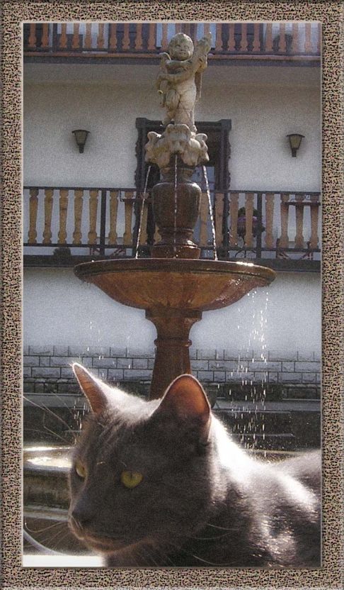 Picture of a cat / kitten / feline