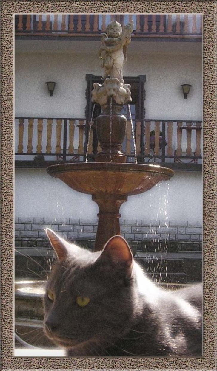 Picture of a cat / kitten / feline