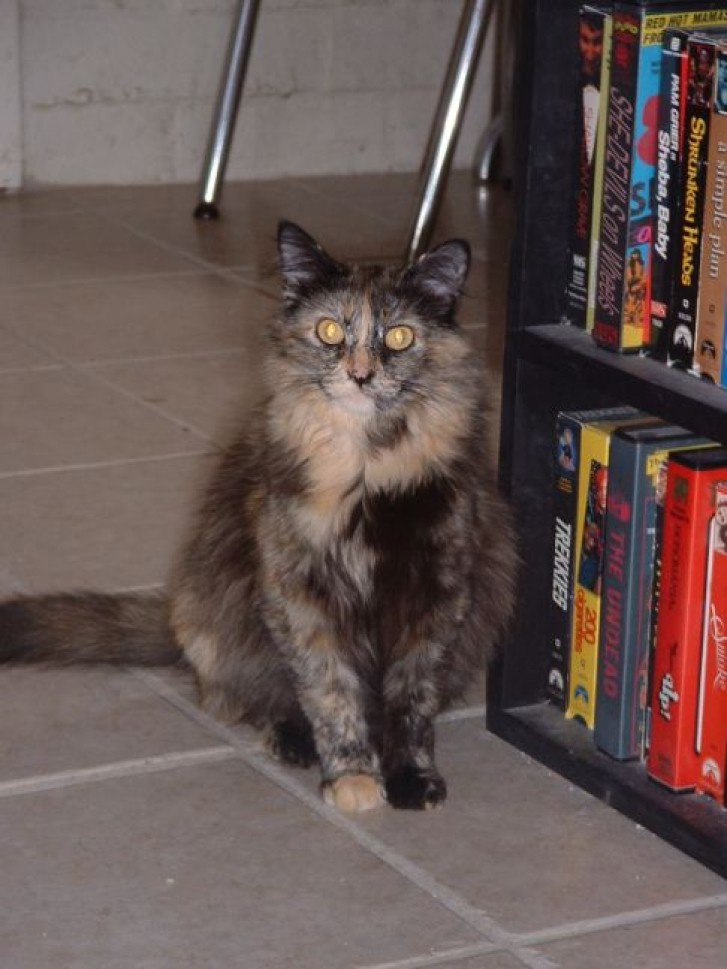 Picture of a cat / kitten / feline