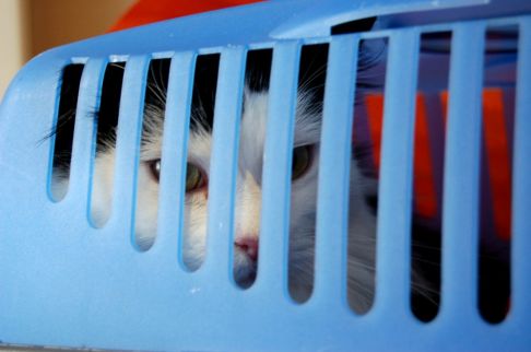 Picture of a cat / kitten / feline