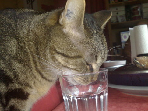 Picture of a cat / kitten / feline