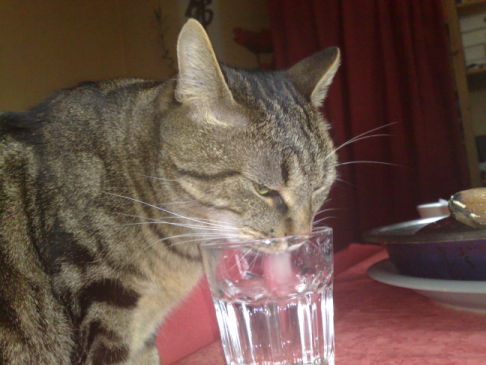 Picture of a cat / kitten / feline