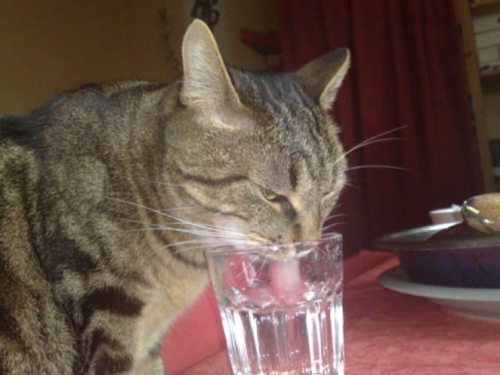 Picture of a cat / kitten / feline