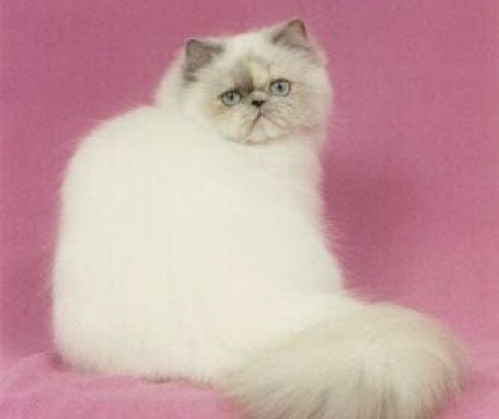 Picture of a cat / kitten / feline