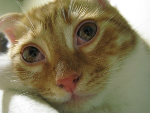 Picture of a cat / kitten / feline