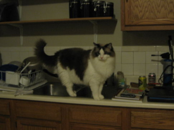 Picture of a cat / kitten / feline