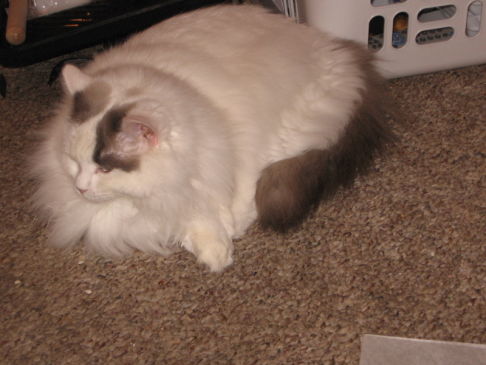 Picture of a cat / kitten / feline