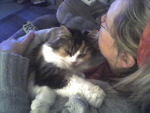 Picture of a cat / kitten / feline