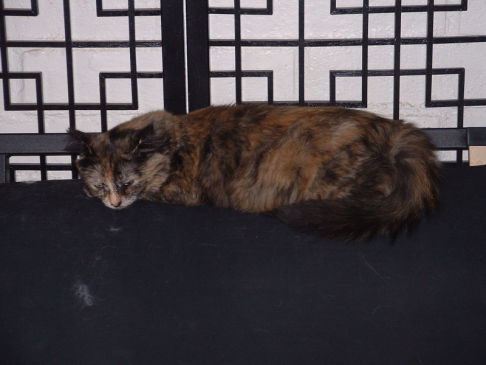 Picture of a cat / kitten / feline