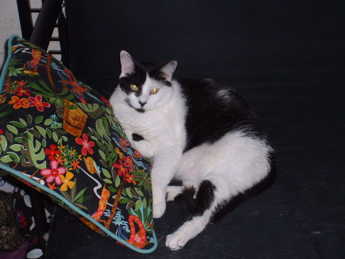 Picture of a cat / kitten / feline