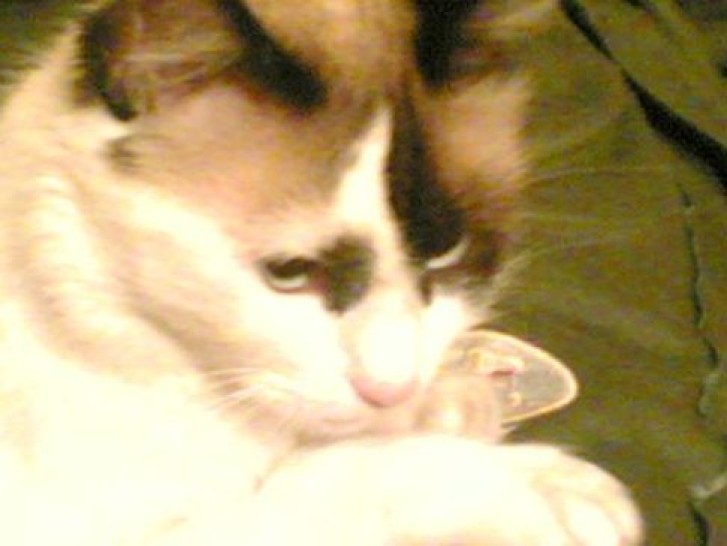 Picture of a cat / kitten / feline