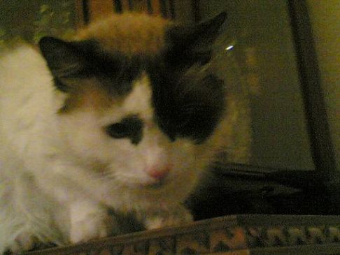 Picture of a cat / kitten / feline