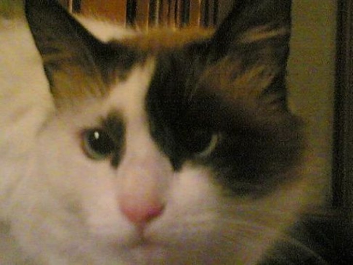 Picture of a cat / kitten / feline