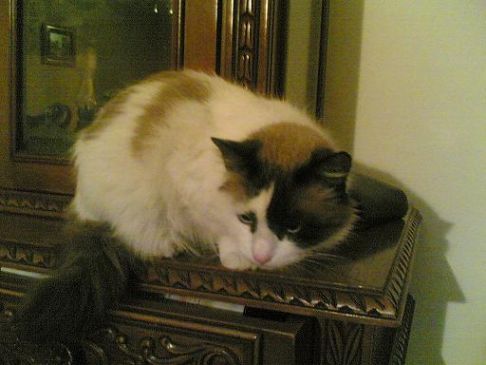 Picture of a cat / kitten / feline