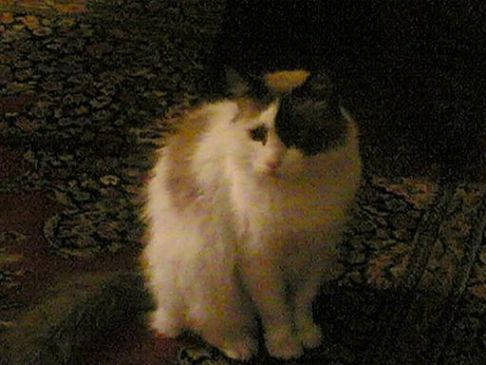 Picture of a cat / kitten / feline