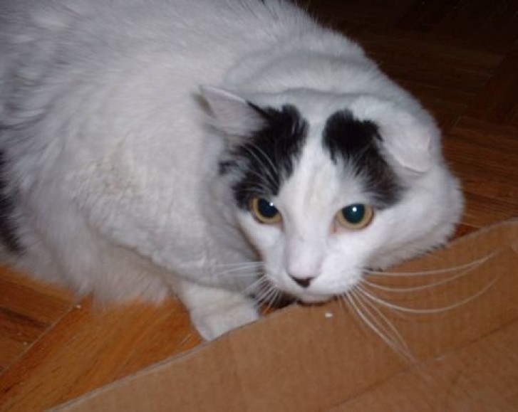 Picture of a cat / kitten / feline