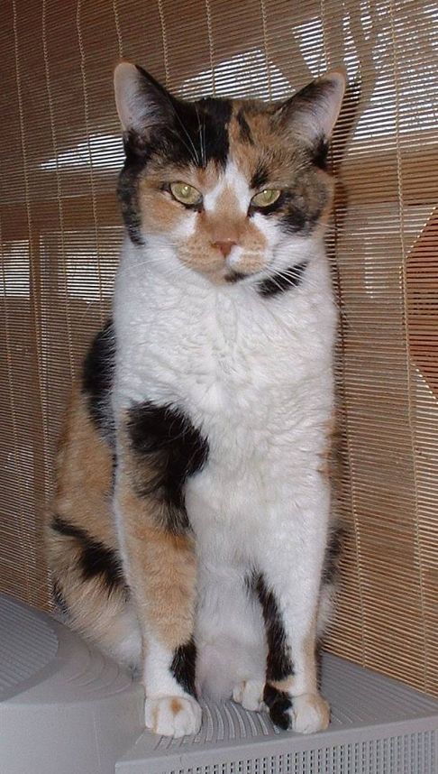 Picture of a cat / kitten / feline