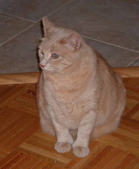 Picture of a cat / kitten / feline