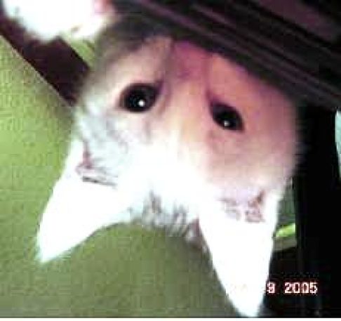 Picture of a cat / kitten / feline