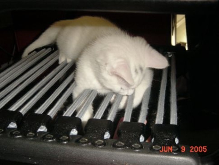 Picture of a cat / kitten / feline