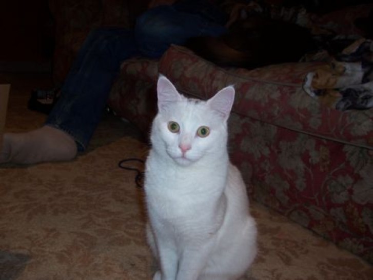 Picture of a cat / kitten / feline