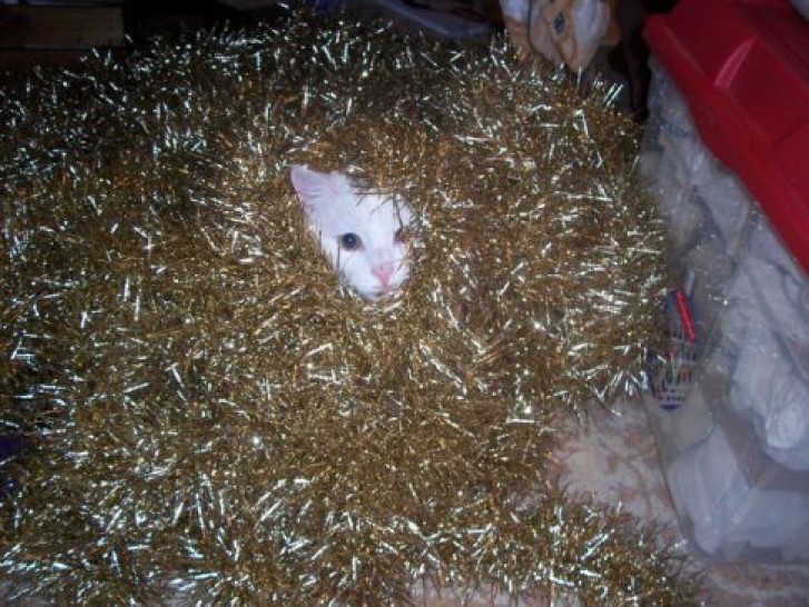 Picture of a cat / kitten / feline