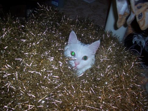 Picture of a cat / kitten / feline