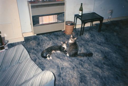 Picture of a cat / kitten / feline