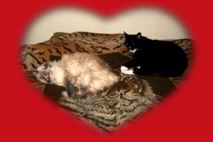 Picture of a cat / kitten / feline