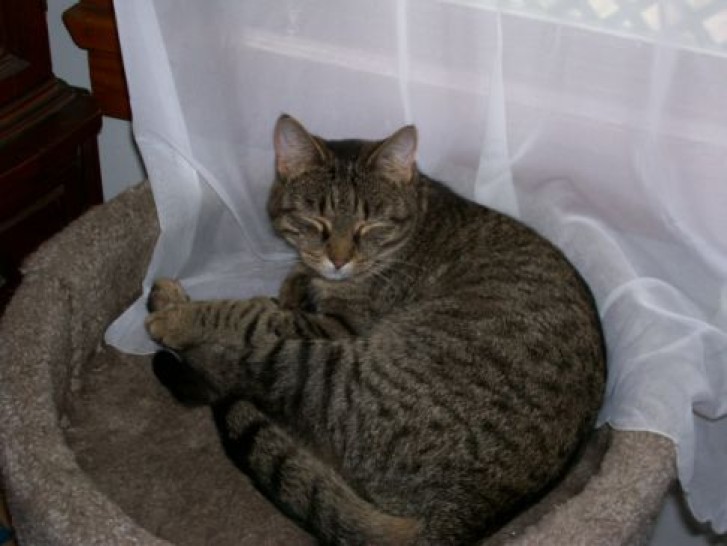 Picture of a cat / kitten / feline