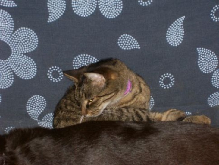 Picture of a cat / kitten / feline