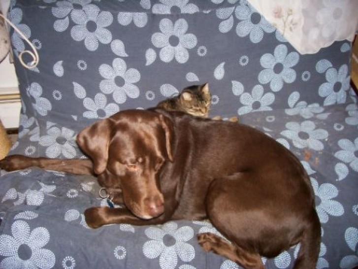 Picture of a cat / kitten / feline