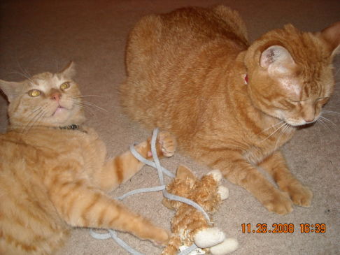 Picture of a cat / kitten / feline