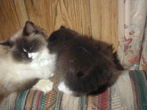 Picture of a cat / kitten / feline