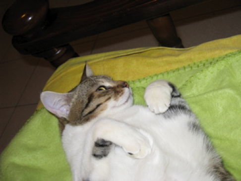 Picture of a cat / kitten / feline