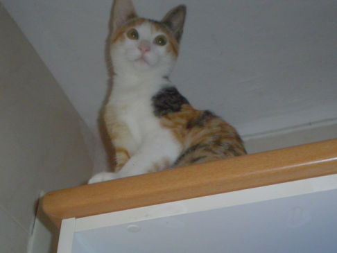 Picture of a cat / kitten / feline