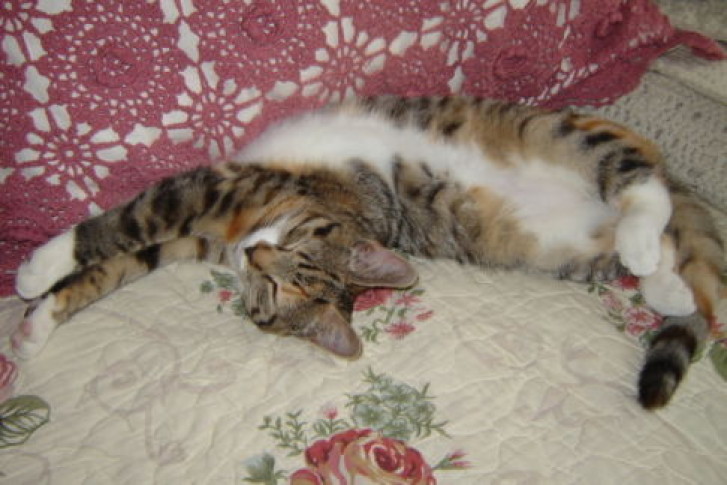 Picture of a cat / kitten / feline