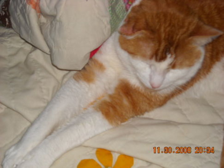 Picture of a cat / kitten / feline