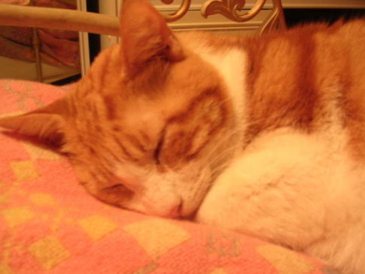 Picture of a cat / kitten / feline