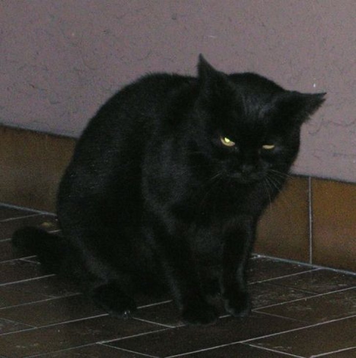 Picture of a cat / kitten / feline