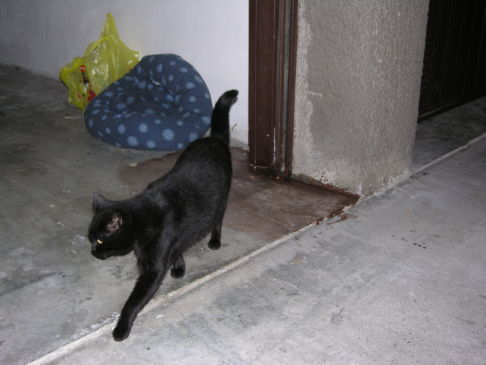 Picture of a cat / kitten / feline