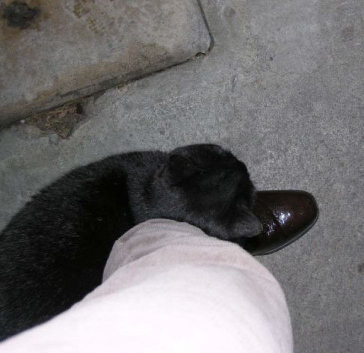 Picture of a cat / kitten / feline