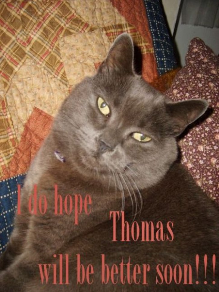 Picture of a cat / kitten / feline