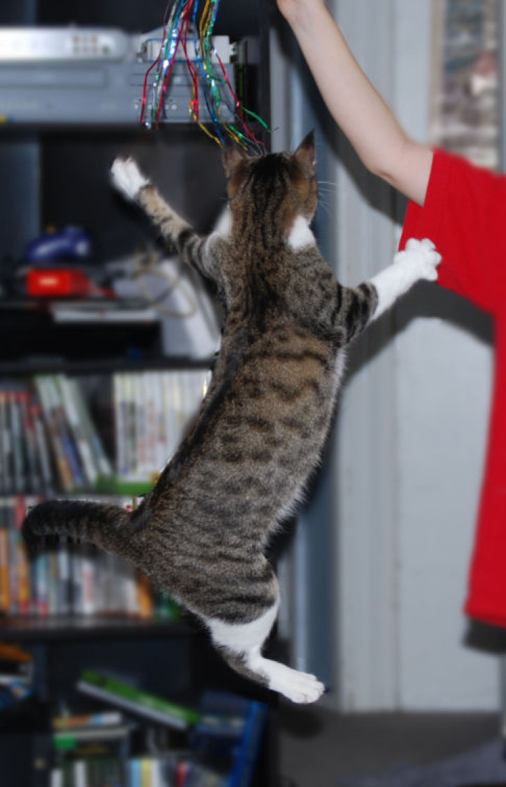 Picture of a cat / kitten / feline