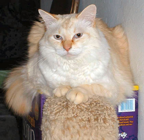 Picture of a cat / kitten / feline