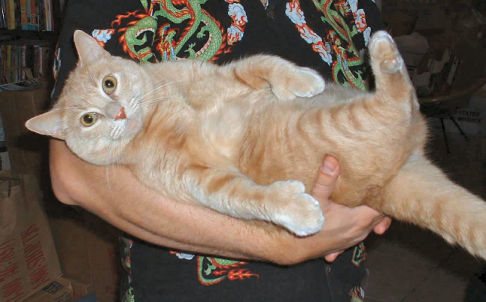 Picture of a cat / kitten / feline