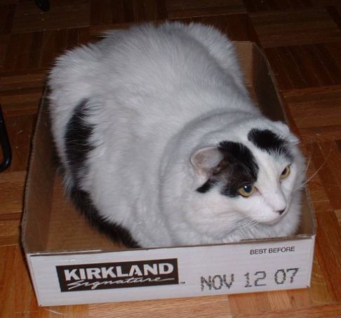 Picture of a cat / kitten / feline