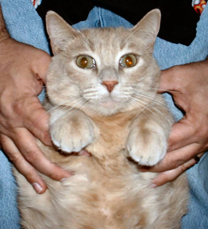 Picture of a cat / kitten / feline