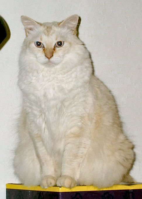 Picture of a cat / kitten / feline