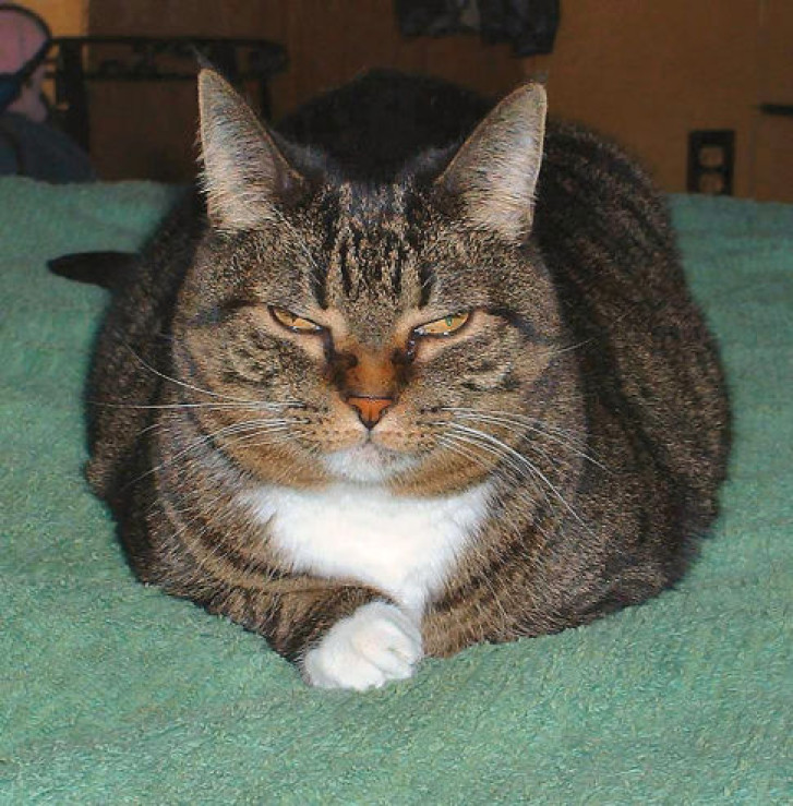 Picture of a cat / kitten / feline